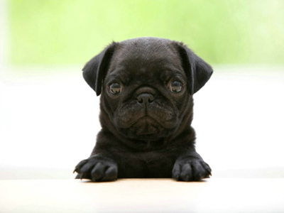 1471413752522528.jpg animal_hd_fun_animals_1920x1200_1867_3.jpg