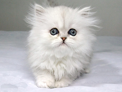 1476336843655436.jpg 波斯猫1.jpg